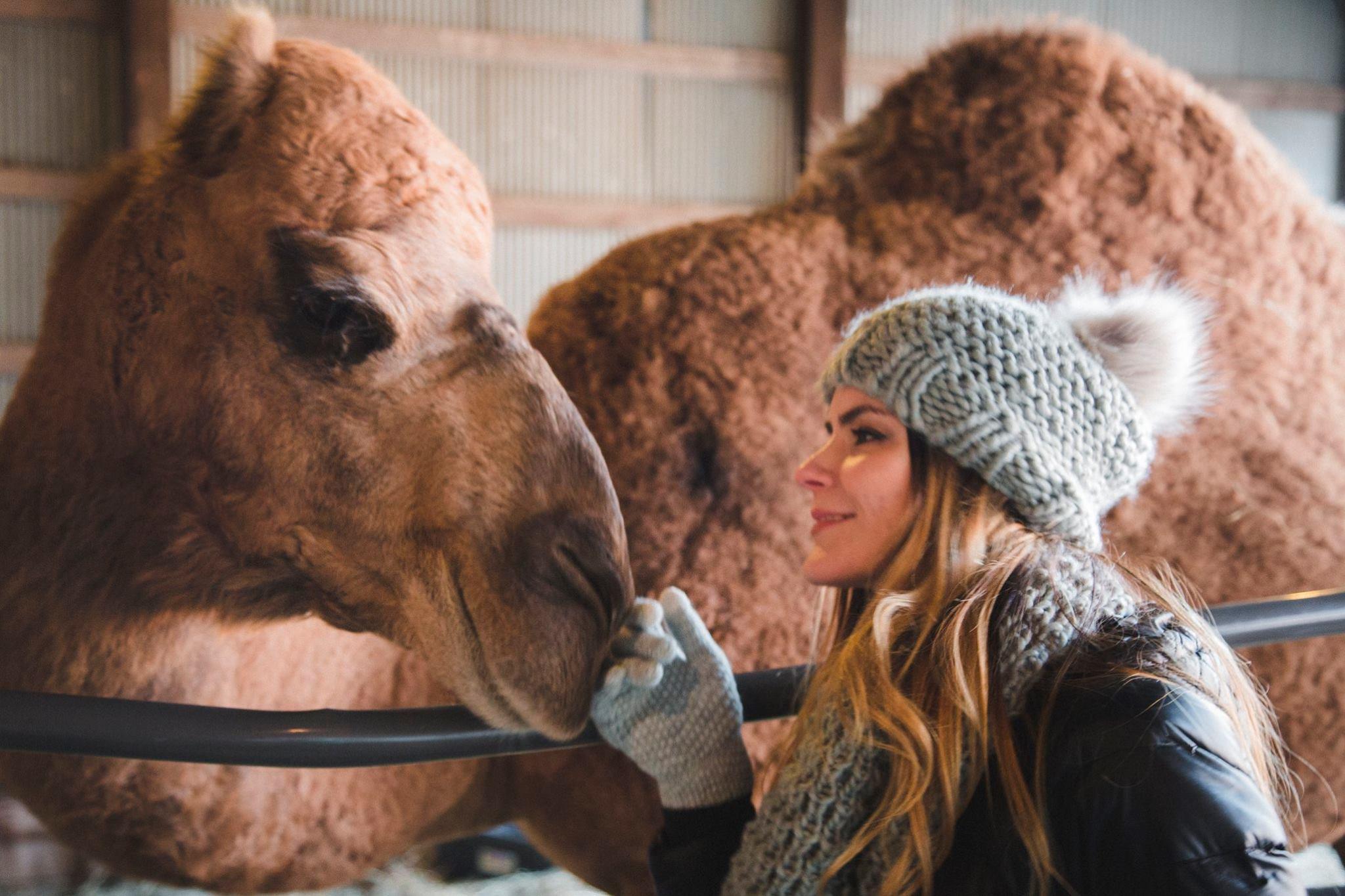 Even take Camel Selfies at our tree farm