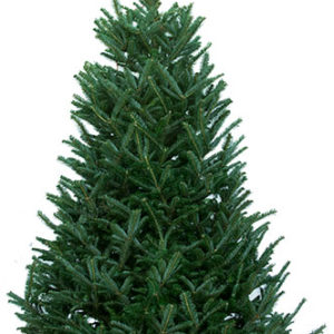 Fraser Fir