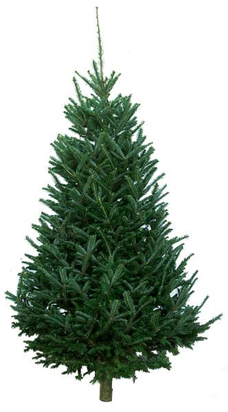 Fraser Fir