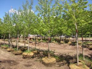 Deciduous tress balled and burlap